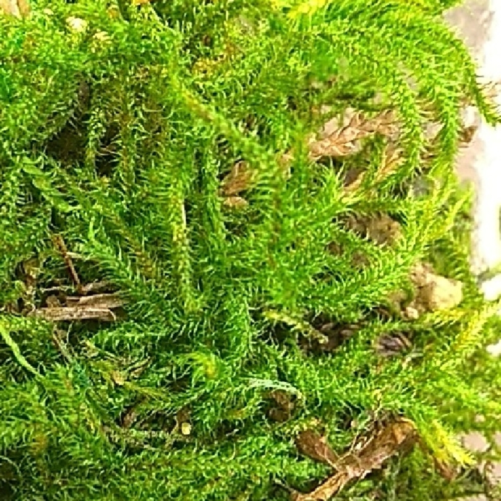 preserved green moss